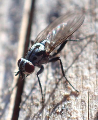 Eustalomyia hilaris